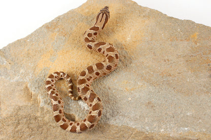 Anaconda Western Hognose Snake