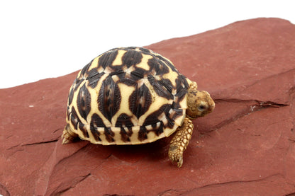 Indian Star Tortoise