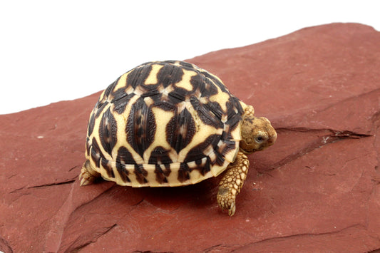Indian Star Tortoise