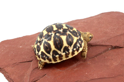 Indian Star Tortoise