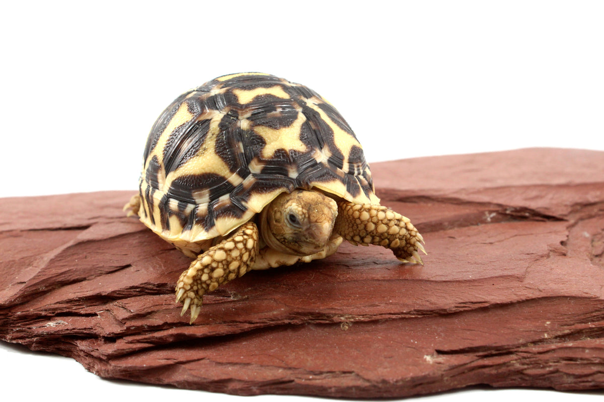 Indian Star Tortoise