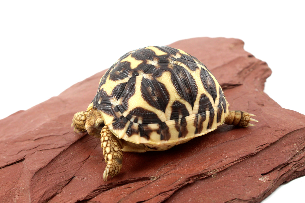 Indian Star Tortoise