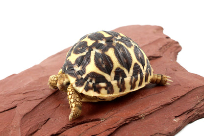 Indian Star Tortoise