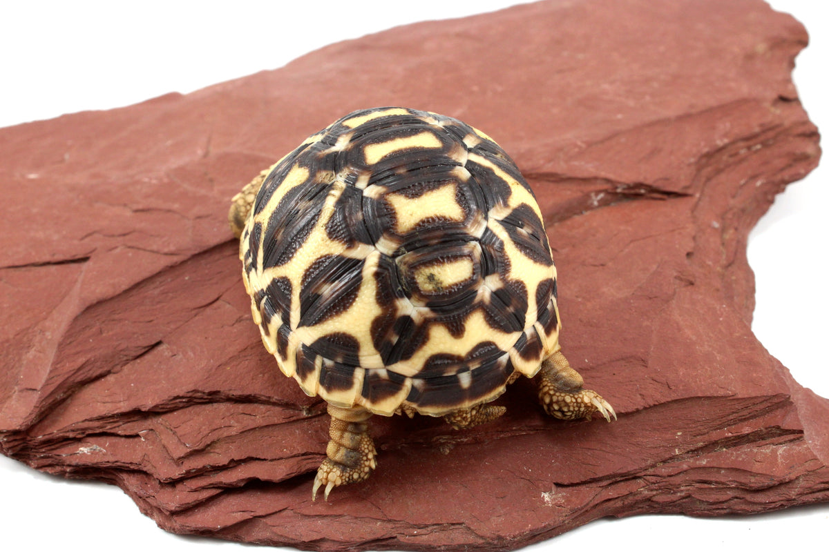 Indian Star Tortoise