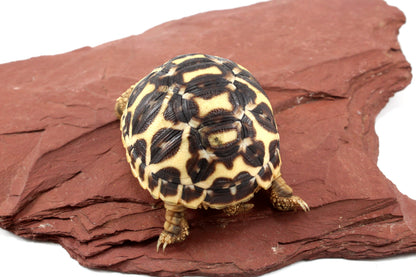 Indian Star Tortoise