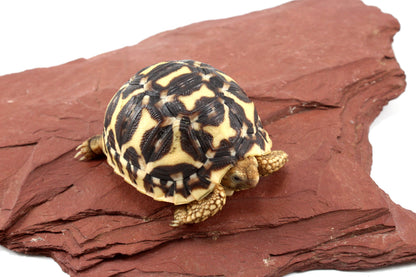 Indian Star Tortoise
