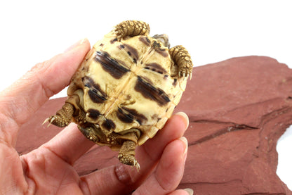 Indian Star Tortoise