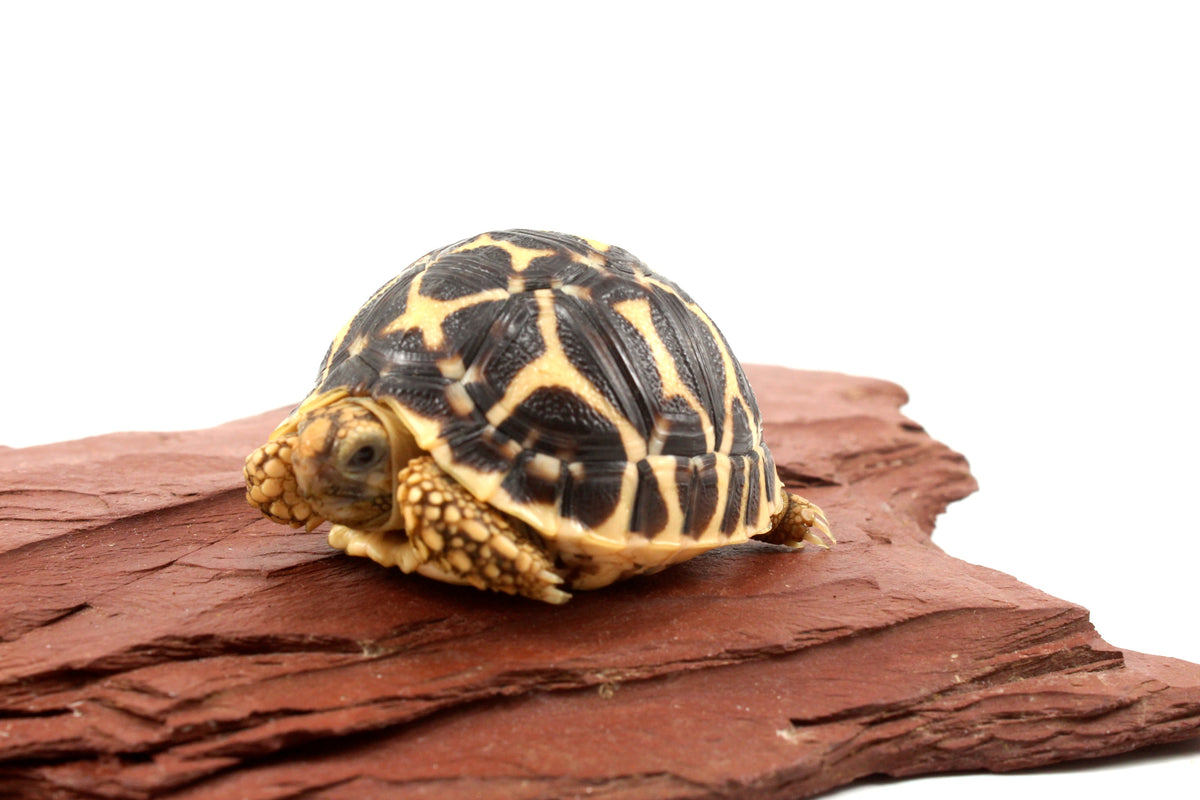 Indian Star Tortoise