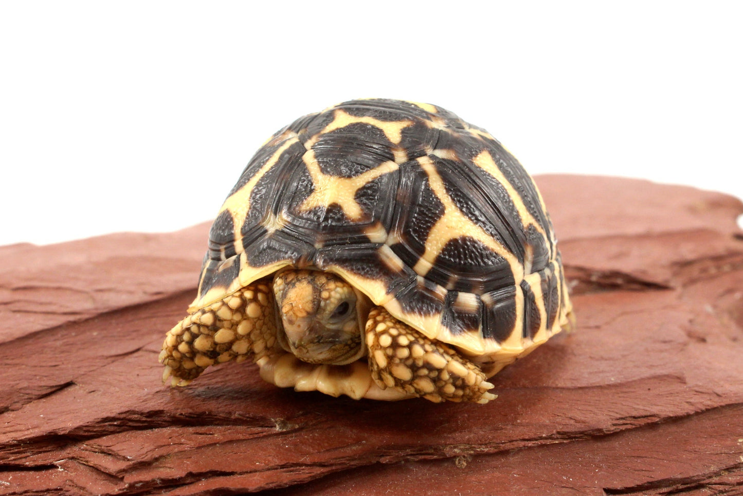Indian Star Tortoise