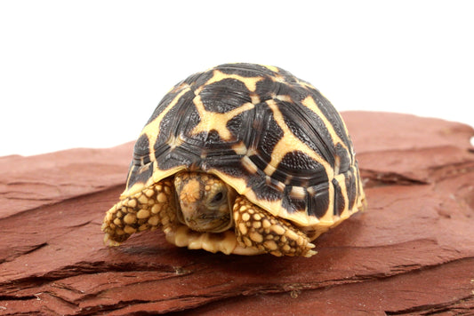 Indian Star Tortoise
