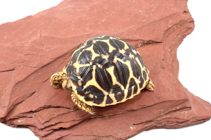 Indian Star Tortoise