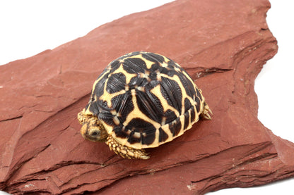 Indian Star Tortoise