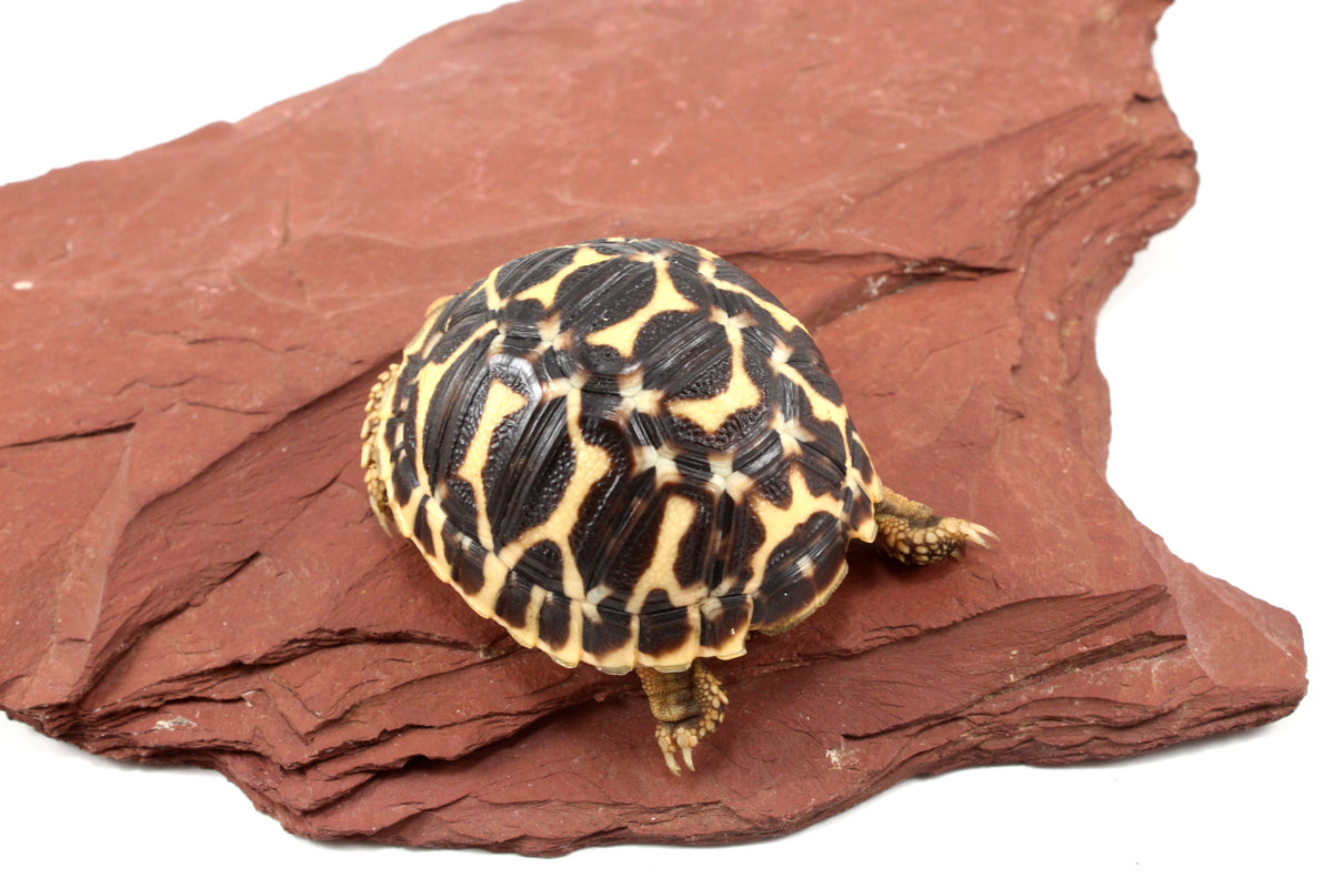 Indian Star Tortoise