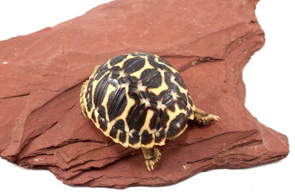 Indian Star Tortoise