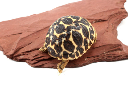 Indian Star Tortoise