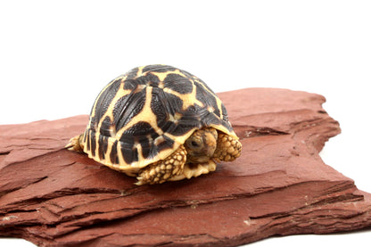 Indian Star Tortoise