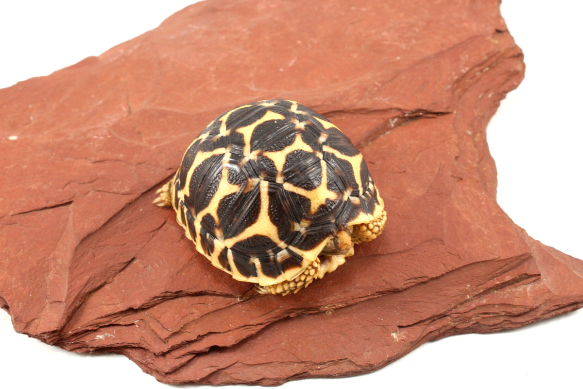 Indian Star Tortoise