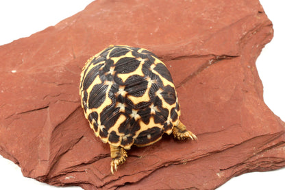 Indian Star Tortoise