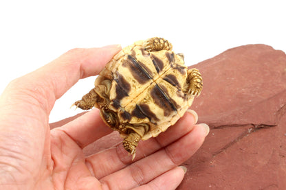 Indian Star Tortoise