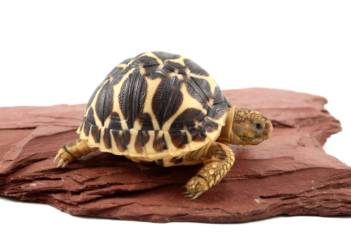 Indian Star Tortoise