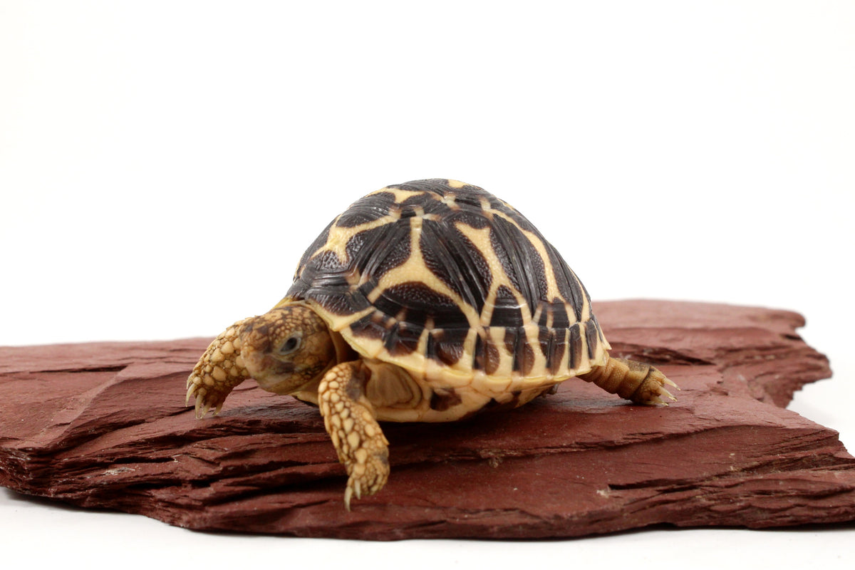 Indian Star Tortoise