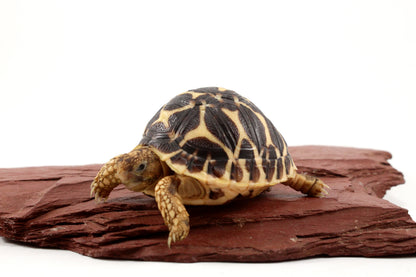 Indian Star Tortoise