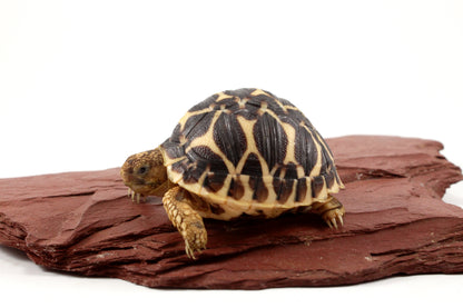 Indian Star Tortoise