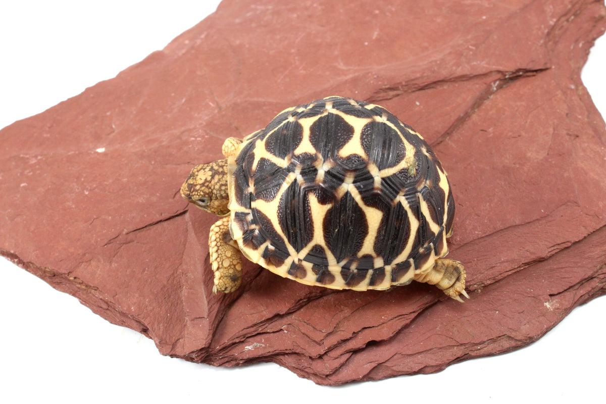 Indian Star Tortoise