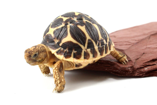 Indian Star Tortoise