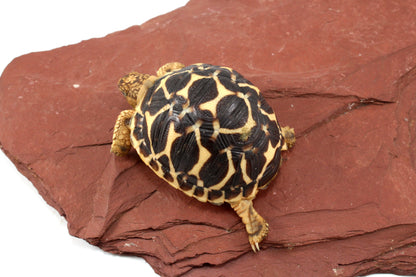Indian Star Tortoise