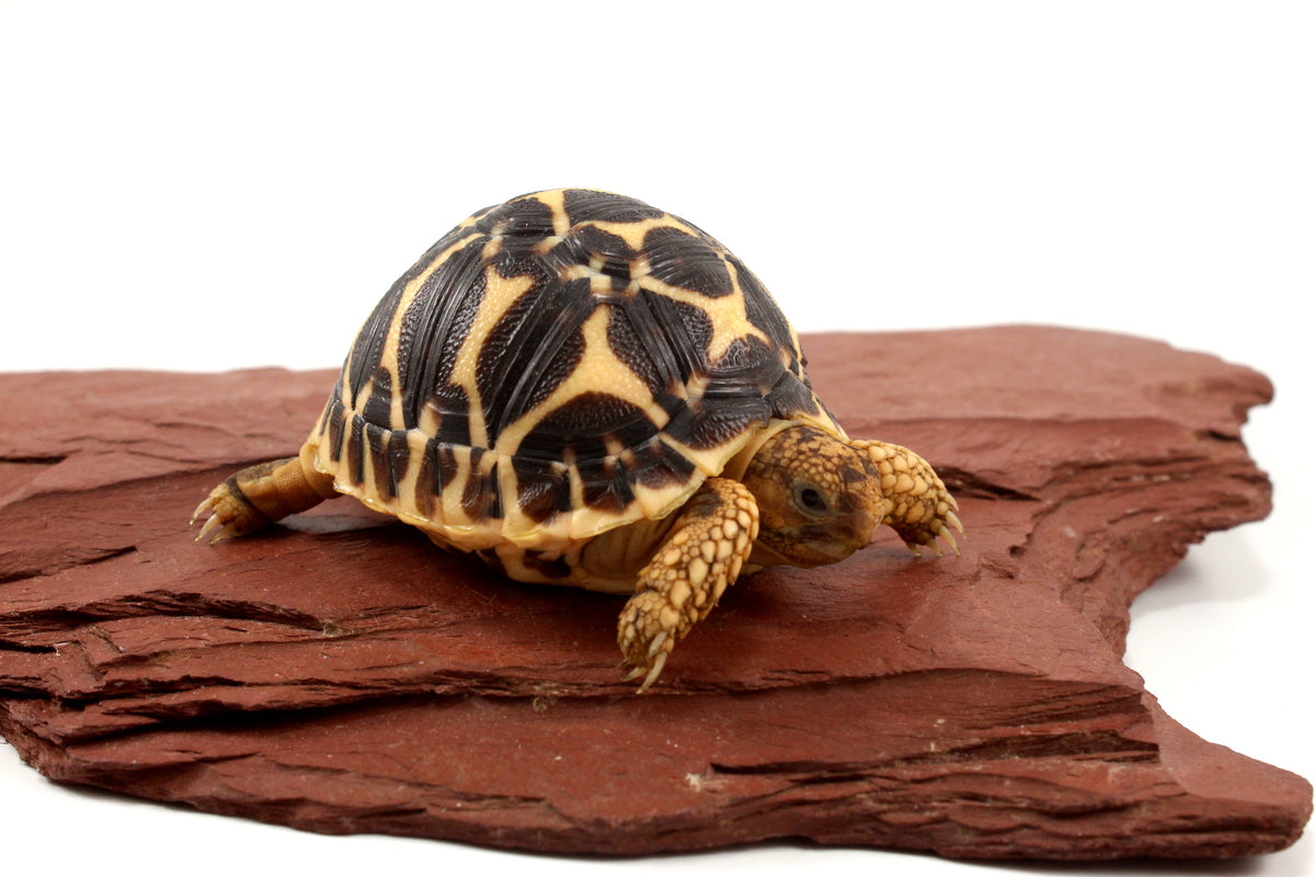 Indian Star Tortoise