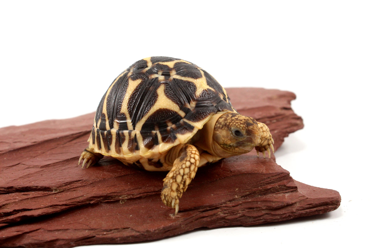 Indian Star Tortoise