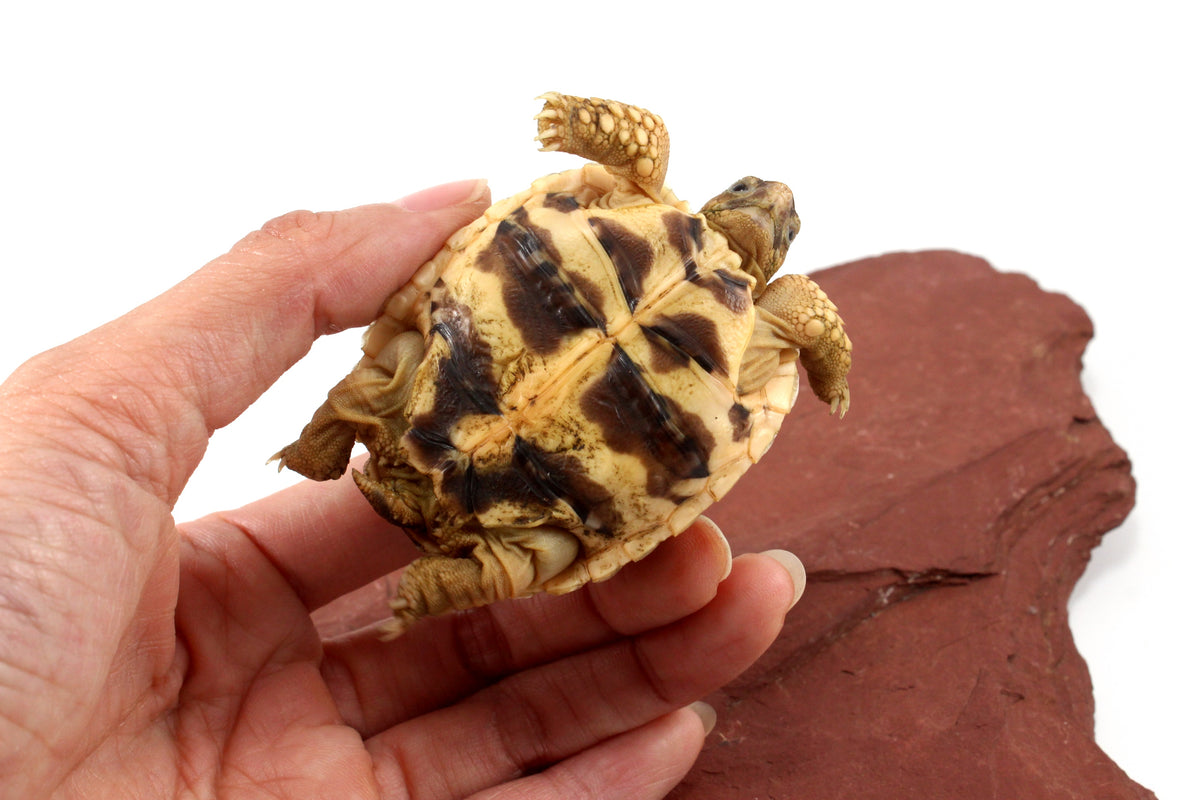 Indian Star Tortoise