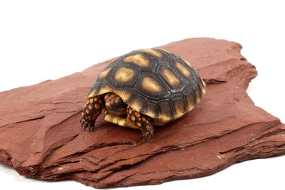 Red Foot Tortoise