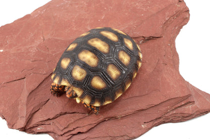 Red Foot Tortoise
