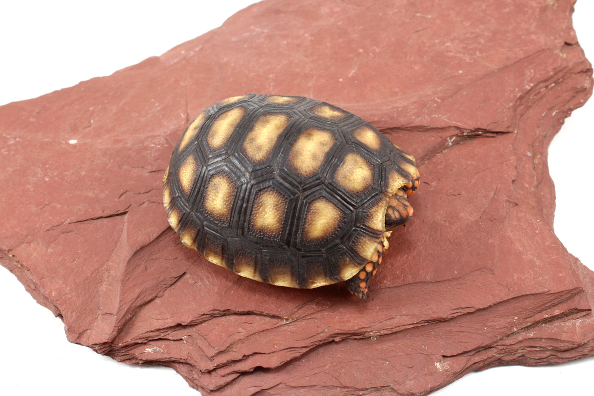 Red Foot Tortoise