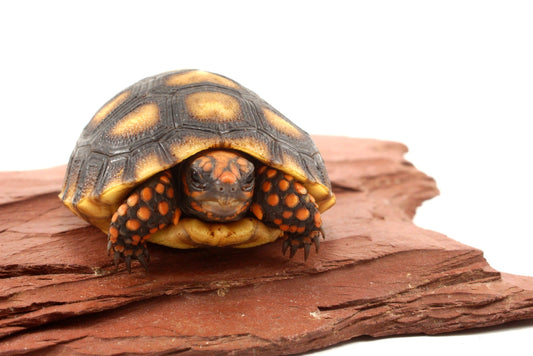 Red Foot Tortoise