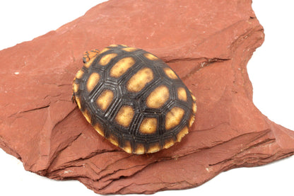 Red Foot Tortoise