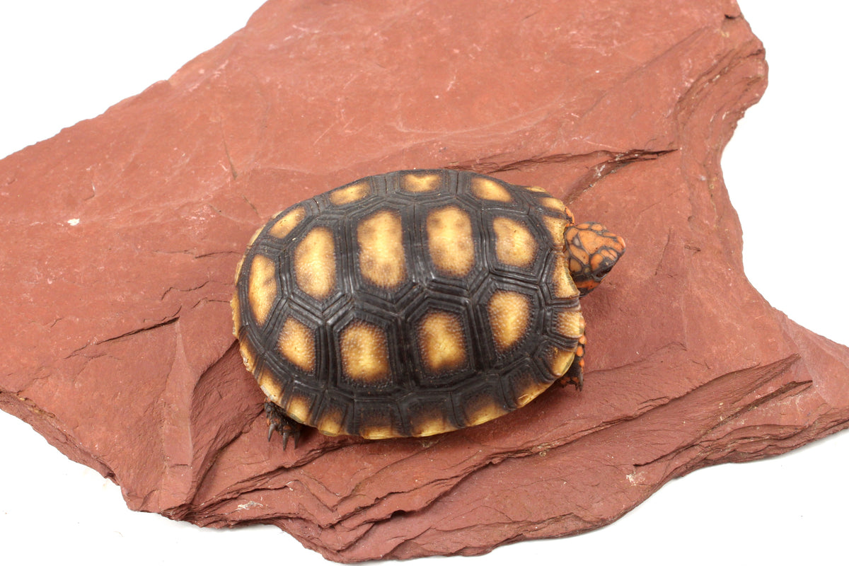 Red Foot Tortoise