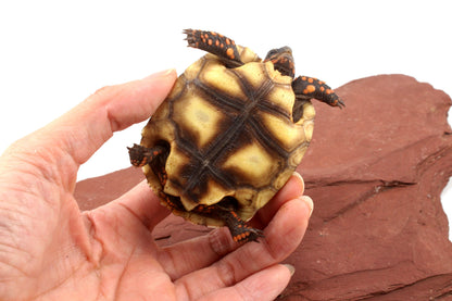 Red Foot Tortoise