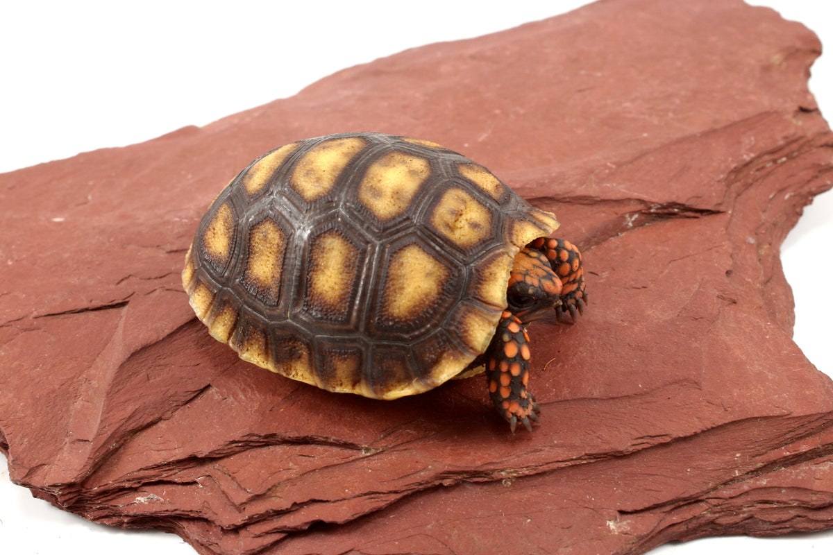 Red Foot Tortoise