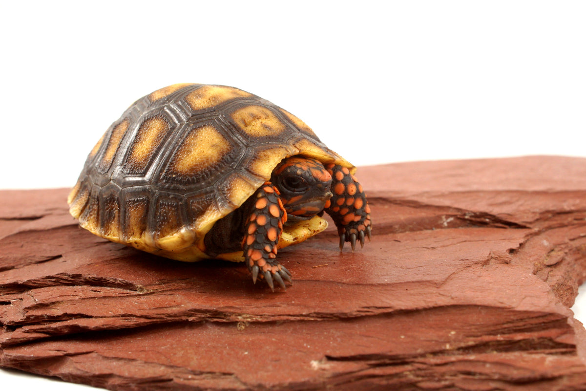 Red Foot Tortoise