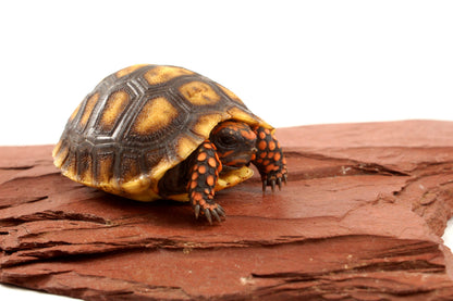 Red Foot Tortoise