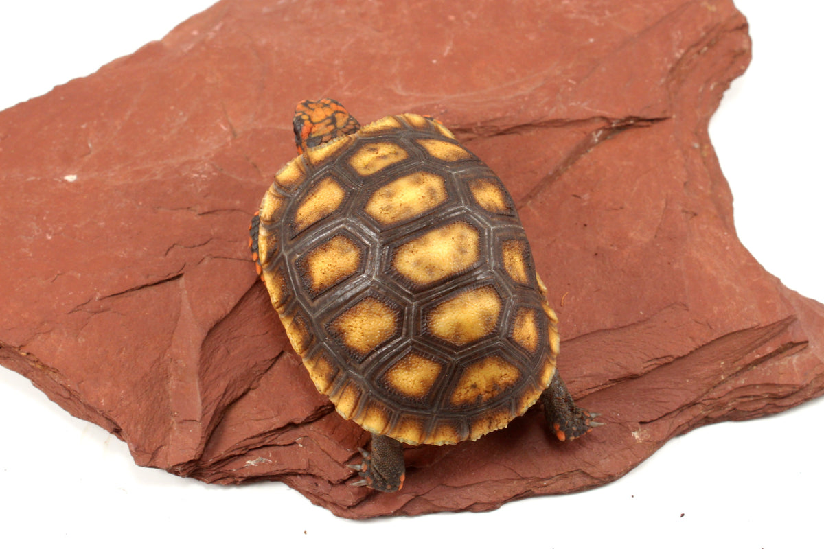 Red Foot Tortoise