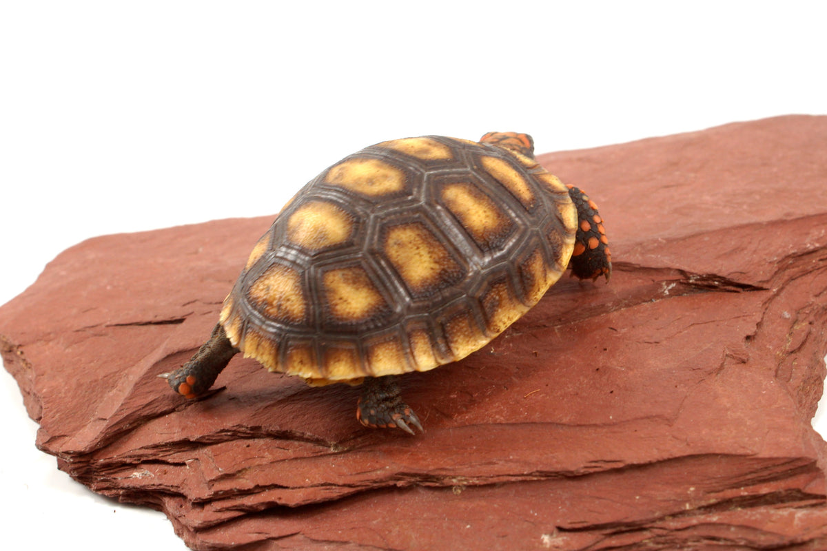 Red Foot Tortoise
