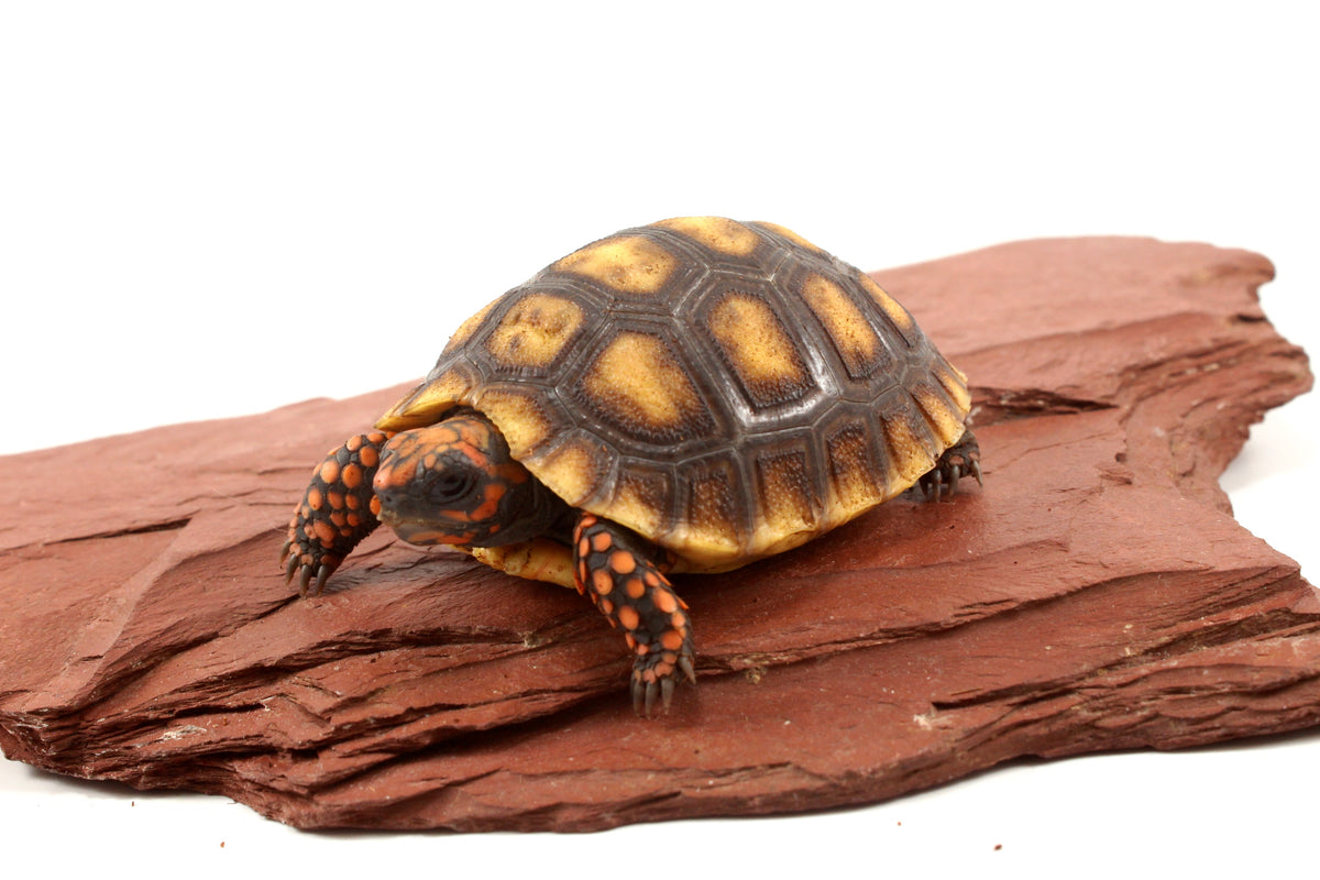 Red Foot Tortoise