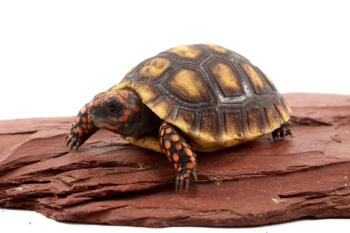 Red Foot Tortoise