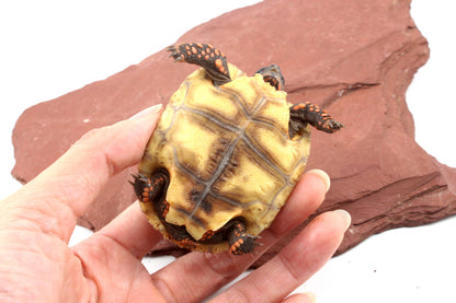 Red Foot Tortoise