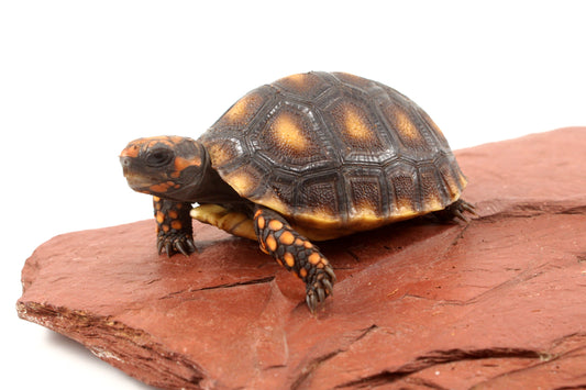 Red Foot Tortoise
