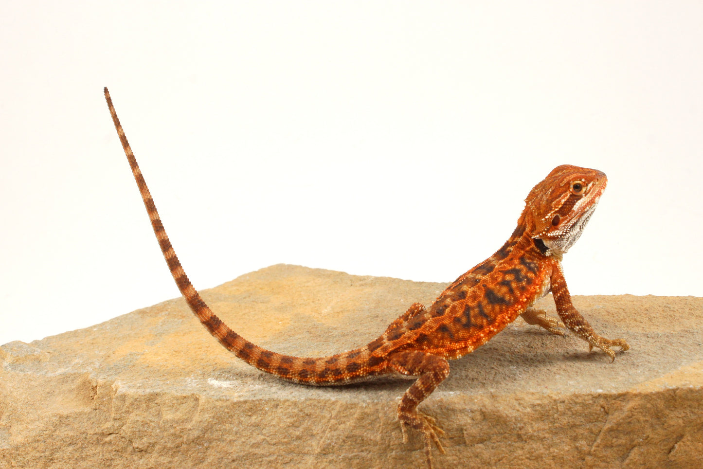 Red Tiger Leatherback Bearded Dragon